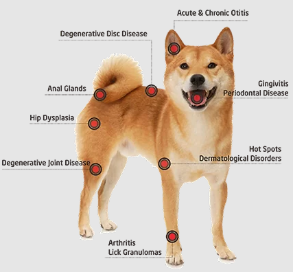 Class IV therapeutic laser for Veterinary Use